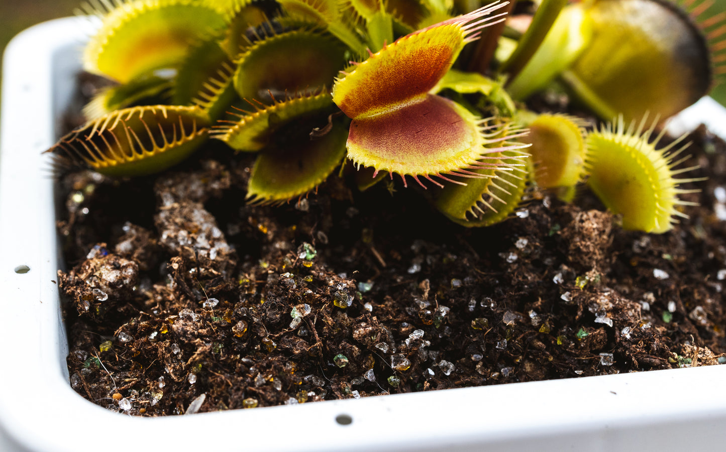 Premium Venus Flytrap Soil Mix - Also For Pinguicula, Sundews, Sarracenia & Other Carnivorous Plants